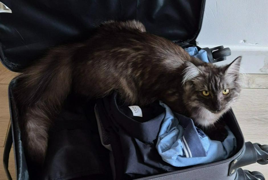 Alerta de Desaparición Gato Hembra , 1 años Belfort Francia Alerta de Desaparición Gato Hembra , 1 años Belfort Francia